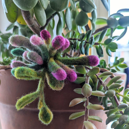 Succulent Needle Felting
